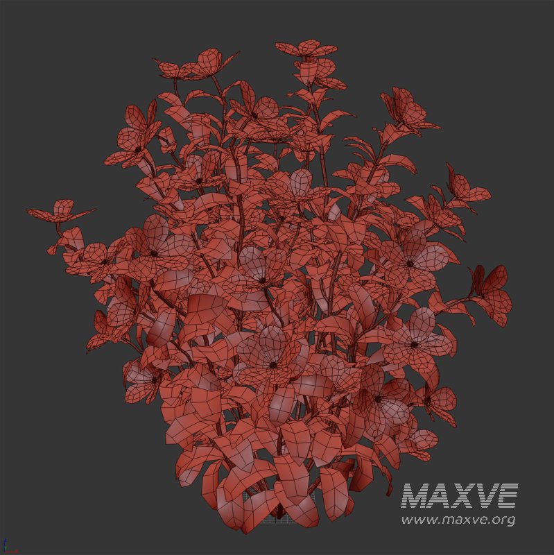 Purple Phlox Bush Arrangement - Image 4