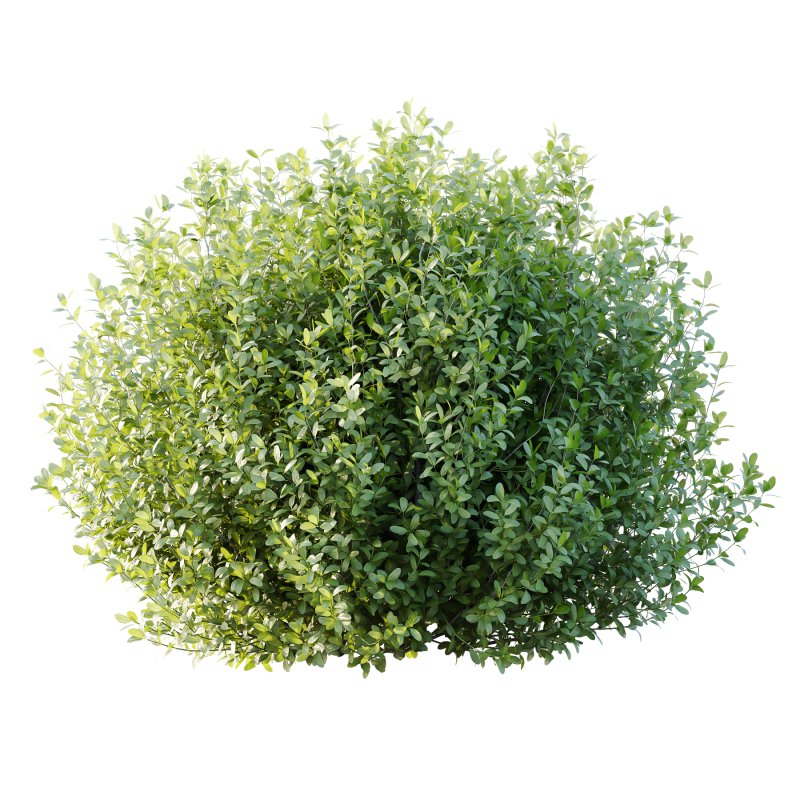Leucophyllum frutescens Bush 01 - Image 4