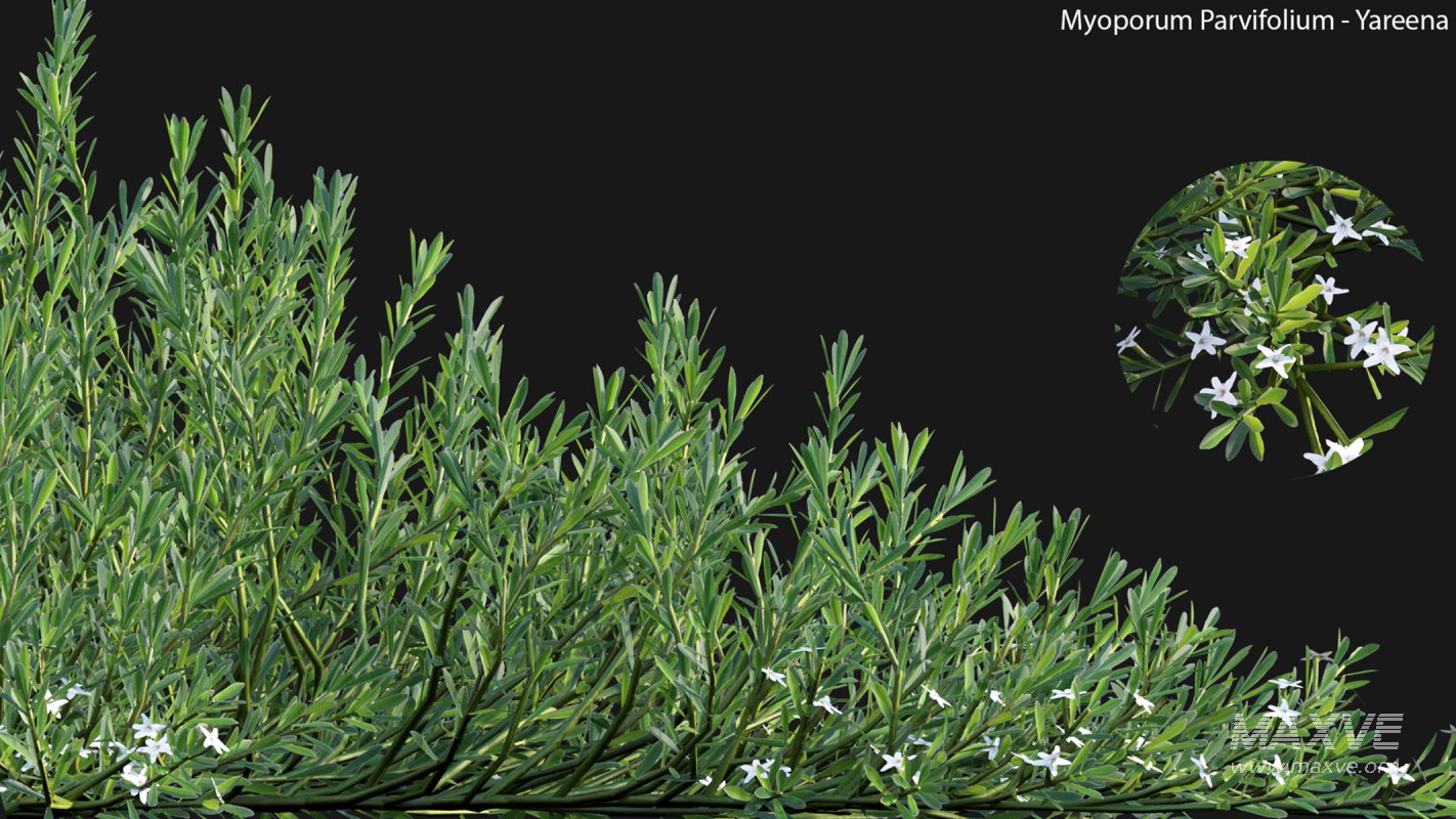 Collection 22 – Australian Plants - Image 12