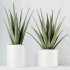 AV Indoor Plants Set 387 Aloe Vera and Olive and Peace Lily and Deliciosa Large Leaf - Thumbnail 6
