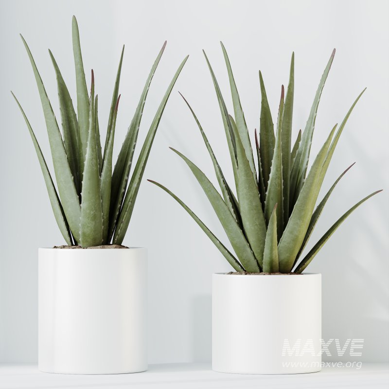 AV Indoor Plants Set 387 Aloe Vera and Olive and Peace Lily and Deliciosa Large Leaf - Image 6
