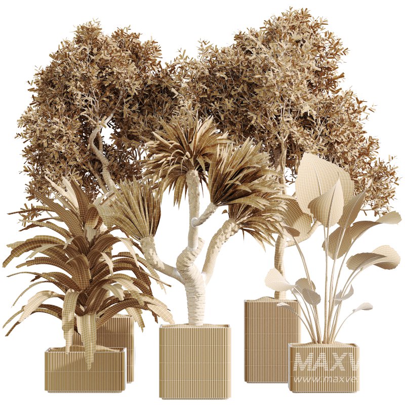 AV Indoor Plants Set 369 Olive and Banana Nicolai and Yucca Elephantipes and Dracaena Warneckii - Image 6