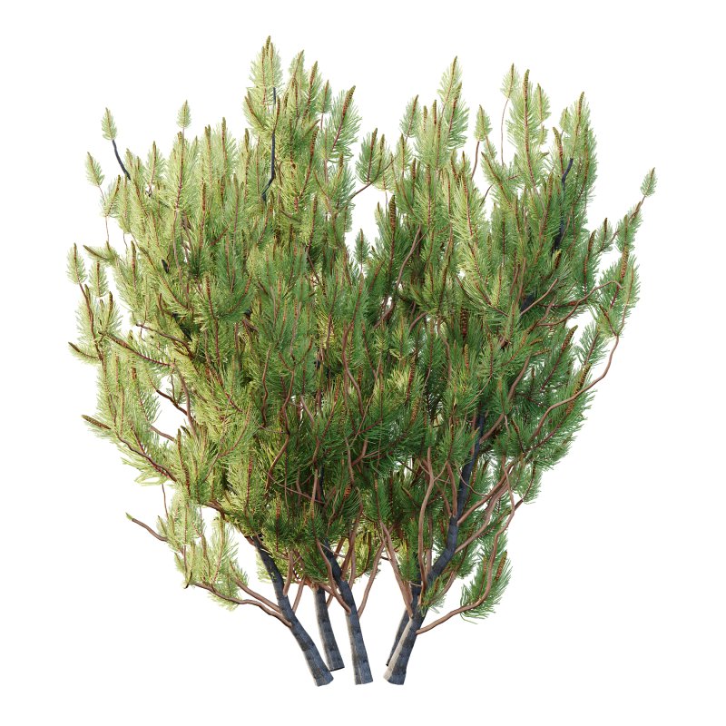 Pinus Mugo plant 04 - Image 6