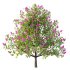 Lilac Syringa Vulgaris Tree 04 - Thumbnail 4
