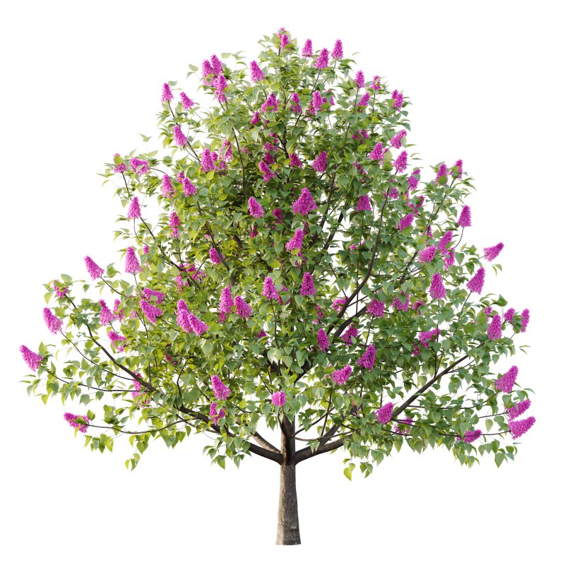 Lilac Syringa Vulgaris Tree 04 - Image 4