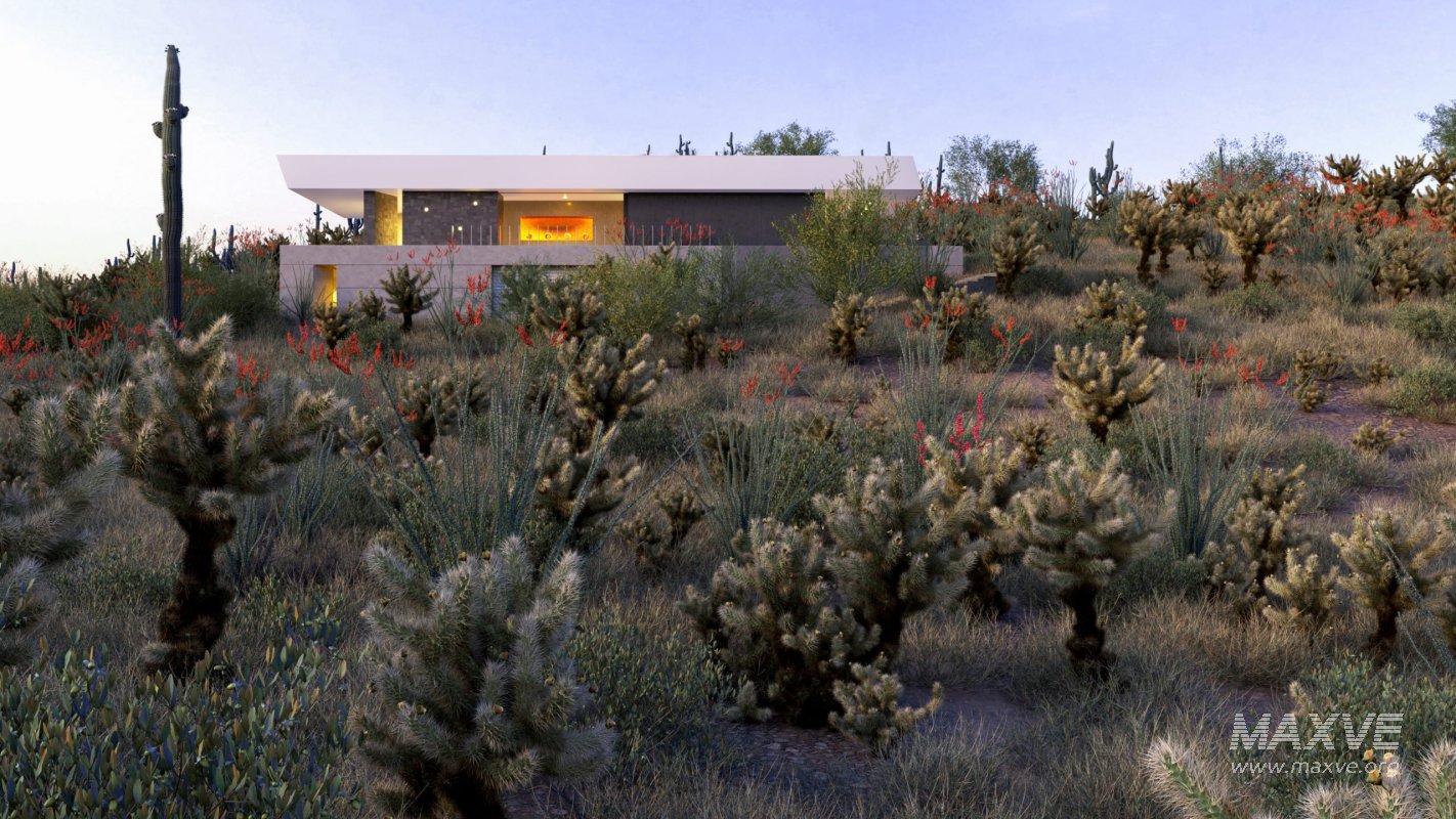 Collection 23 – Mexican Plants - Image 1