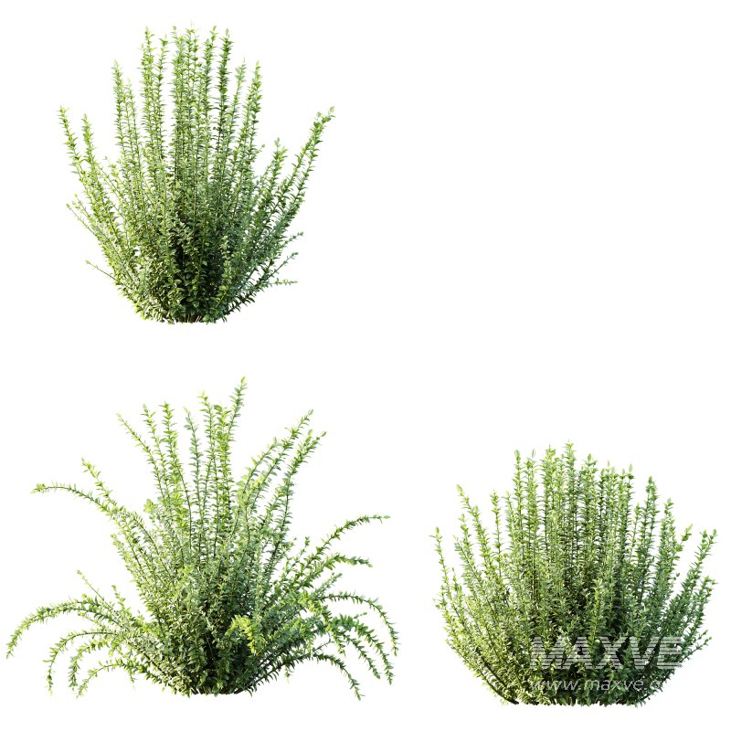 AV 6 different spring bushes Calluna Vulgaris Helena Summer Broom Heather Garden Girls - Image 5