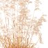 ntal grass prized for its tall, arching stems crowned with golden seed heads. This 3D model set includes six unique variations of the plant, meticulously designed to capture the natural elegance and movement of its fine, feathery plumes. Perfect for modern garden scenes, landscape visualizations, or architectural exteriors, each model brings depth, realism, and a gentle sense of motion to your render. - Thumbnail 15