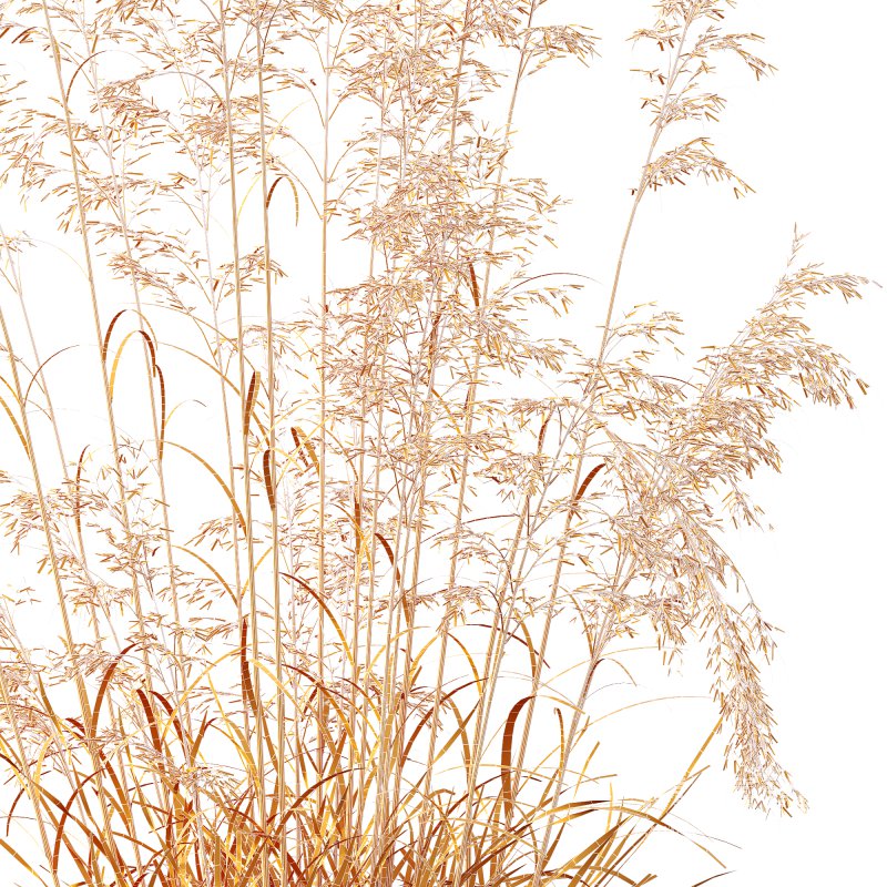 ntal grass prized for its tall, arching stems crowned with golden seed heads. This 3D model set includes six unique variations of the plant, meticulously designed to capture the natural elegance and movement of its fine, feathery plumes. Perfect for modern garden scenes, landscape visualizations, or architectural exteriors, each model brings depth, realism, and a gentle sense of motion to your render. - Image 15
