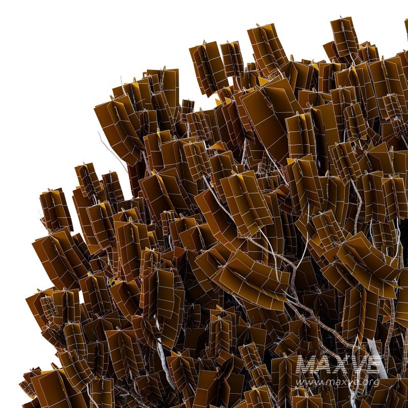 Pinus Mugo plant 04 - Image 2