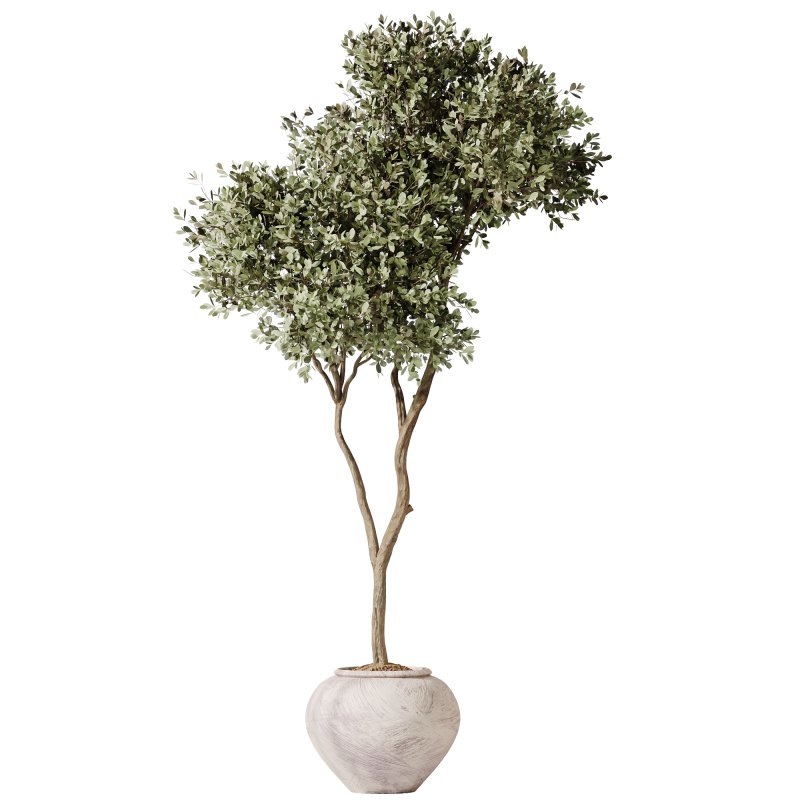 AV Indoor Plants Set 399 Olive and Dracaena Warneckii and Ficus Cyathistipula and Ficus Elastica - Image 1