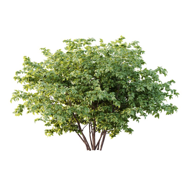 Philadelphia Bush 07 - Image 2