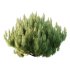 Pinus Mugo plant 02 - Thumbnail 2