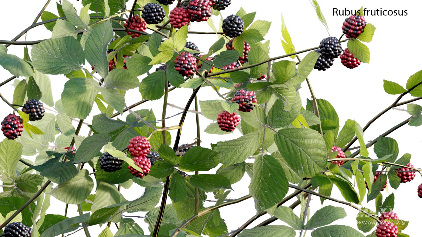 Collection 18 – Chinese garden - Image 35