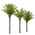 AV Phoenix Dactylifera Date Jurassic Palm Tree and Ash Maple Tree - Thumbnail 7