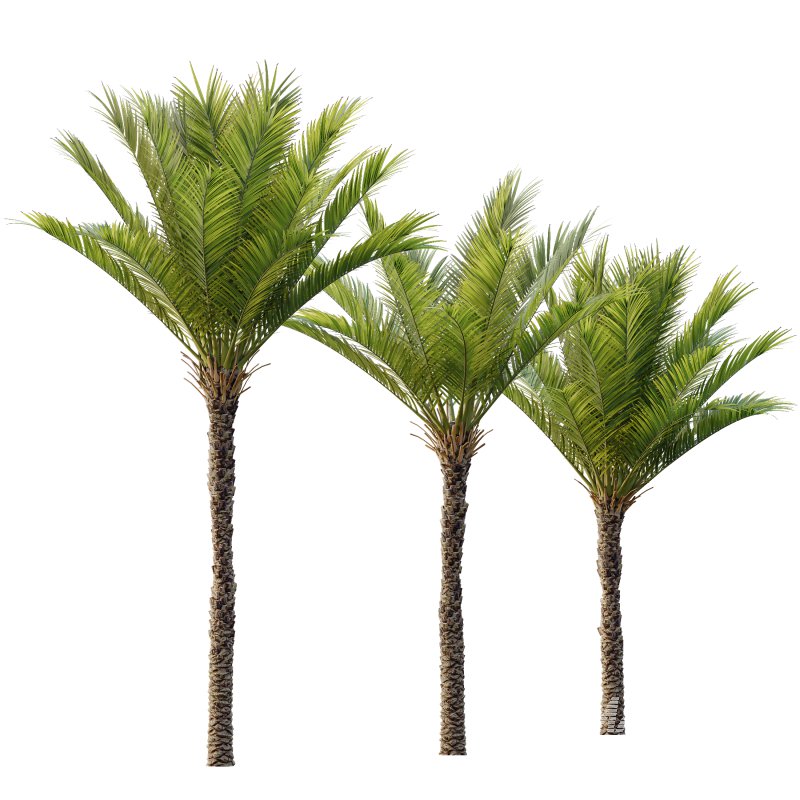 AV Phoenix Dactylifera Date Jurassic Palm Tree and Ash Maple Tree - Image 7