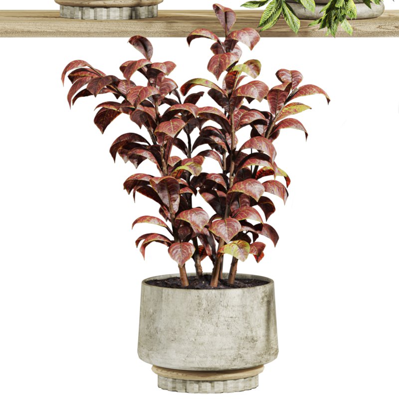 plants set on shelf - Image 2