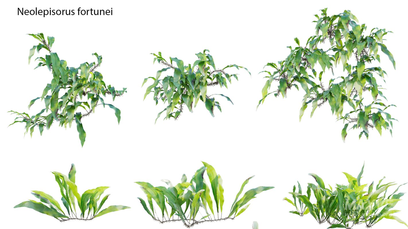 Collection 21 – Vertical garden – Green wall - Image 16