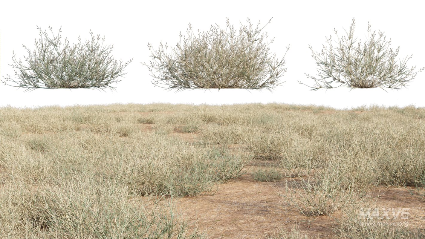 Collection 23 – Mexican Plants - Image 31