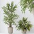 AV Indoor Plants Set 396 Dypsis Lutescens and Ficus Cyathistipula and Cyara Areca Palm - Thumbnail 9