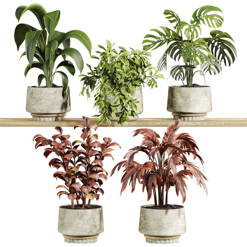 plants set on shelf - Image 1
