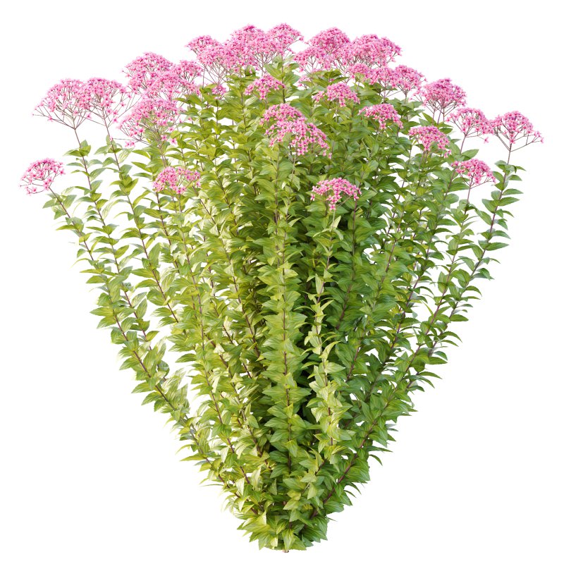 Spirea Japonica Bush 06 - Image 4