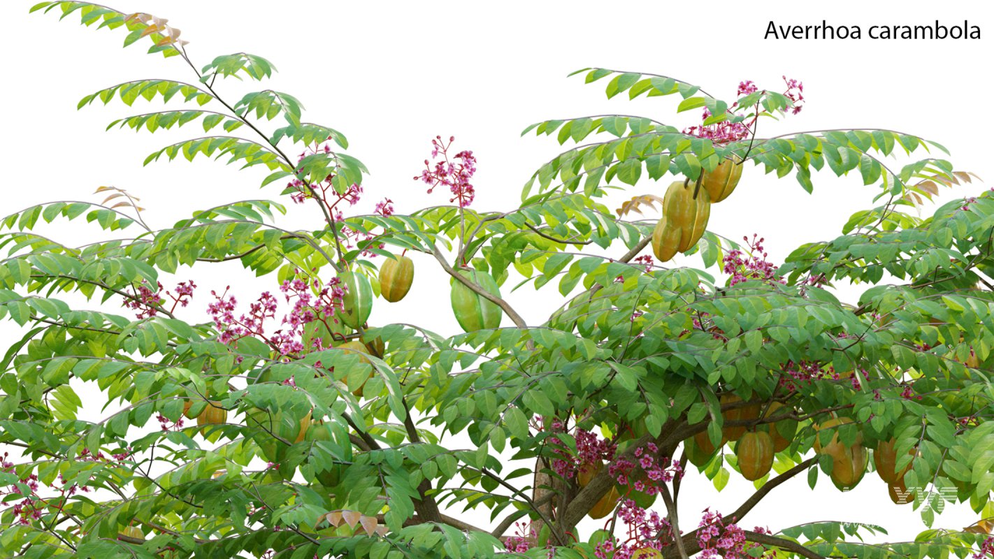 Collection 19 – Japanese garden - Image 6