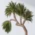 AV Indoor Plants Set 395 Yucca Elephantipes and Briful Pachira and Ficus Elastica and Japandi Decorative - Thumbnail 1