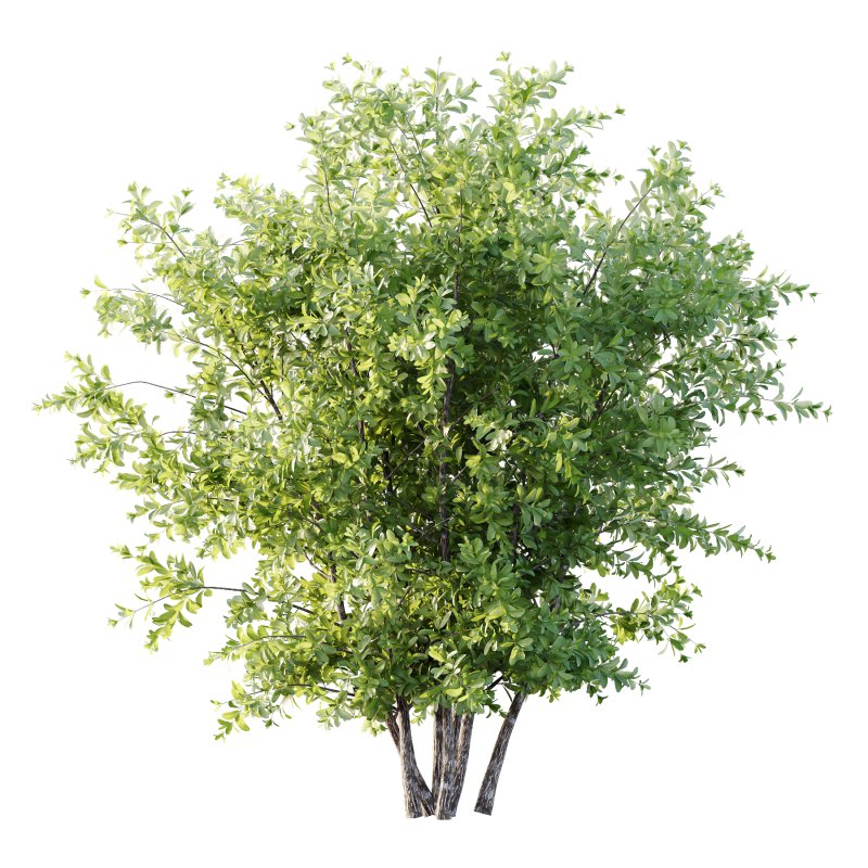 Leucophyllum frutescens Bush 05 - Image 1