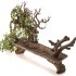 Wooden bench with English ivy - Thumbnail 3