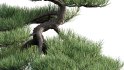 Collection 19 – Japanese garden - Thumbnail 38
