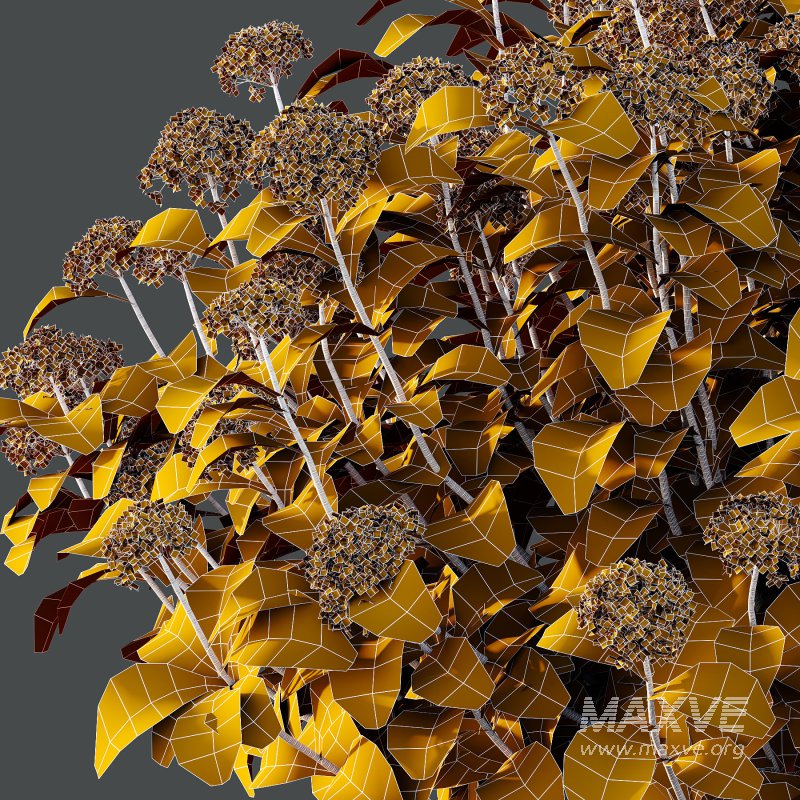 hydrangea arborescens Bush 03 - Image 2