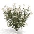 White Phlox Bush Arrangement - Thumbnail 4