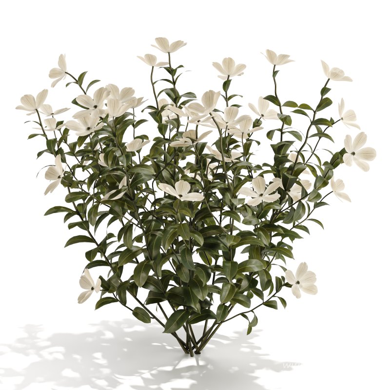 White Phlox Bush Arrangement - Image 4