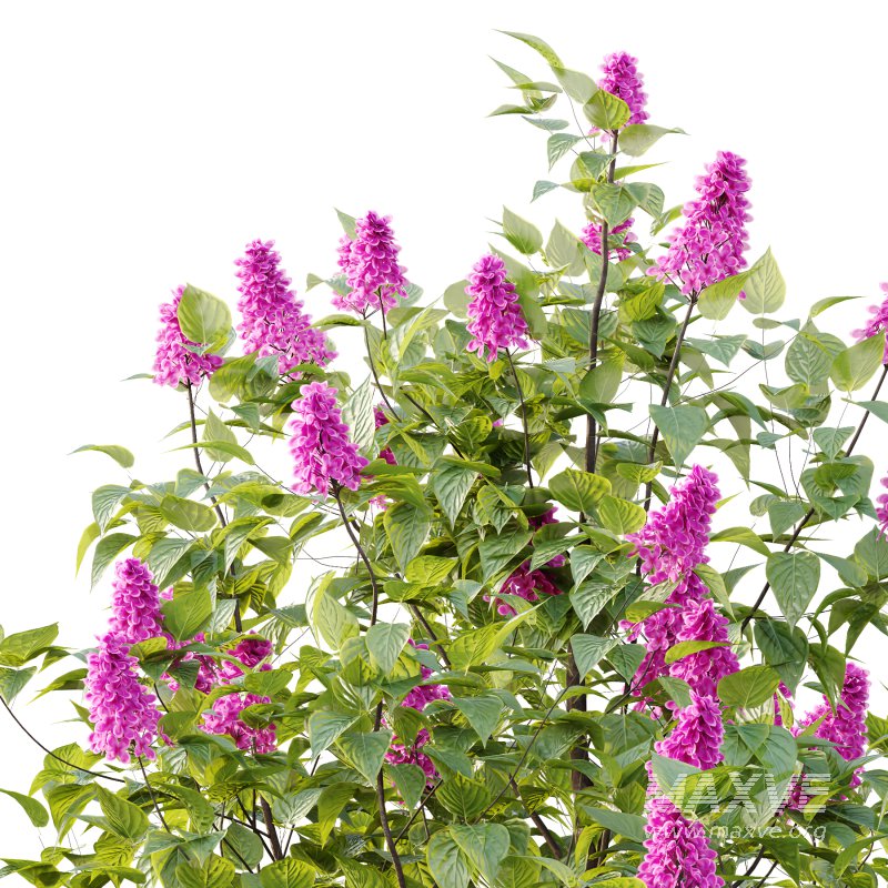 Lilac Syringa Vulgaris Tree 04 - Image 1