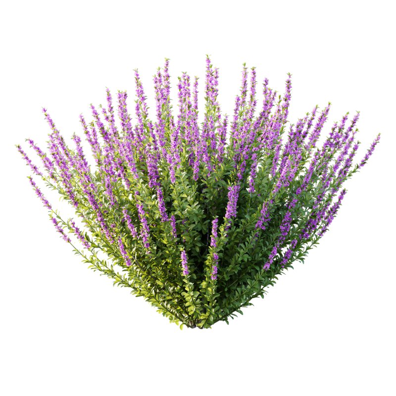 Leucophyllum frutescens Bush 04 - Image 5