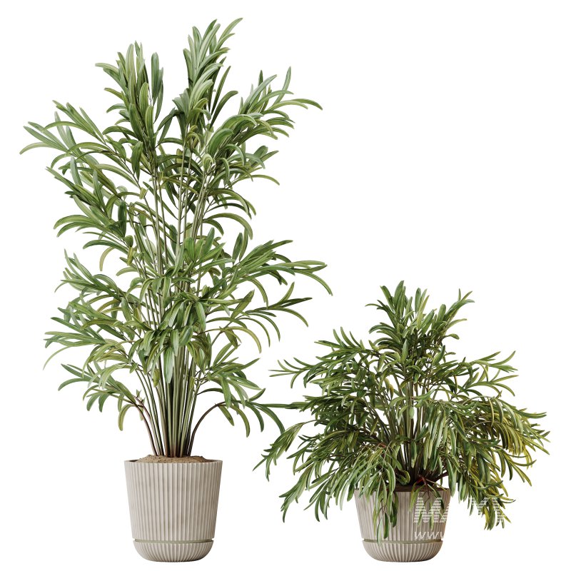AV Indoor Plants Set 396 Dypsis Lutescens and Ficus Cyathistipula and Cyara Areca Palm - Image 5