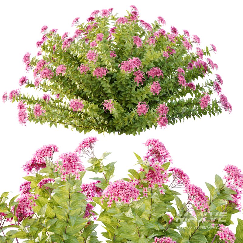 Spirea Japonica Bush 09 - Image 4