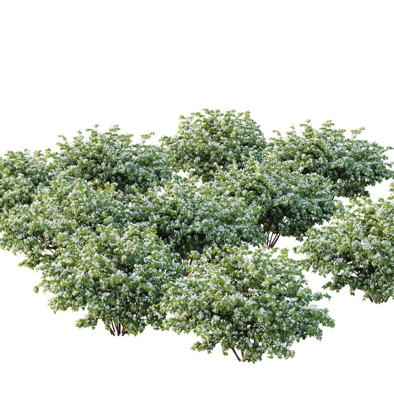 Philadelphia Bush 04 - Image 2