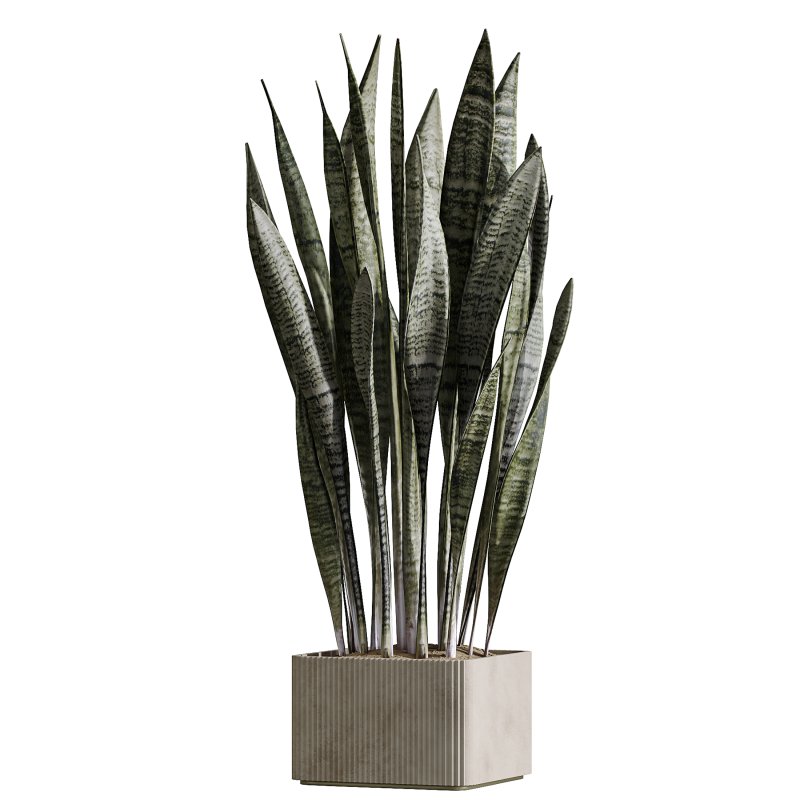 AV Indoor Plants Set 390 Warneckii Lemon and Olive and Green Sansevieria and Calathea Lutea - Image 4