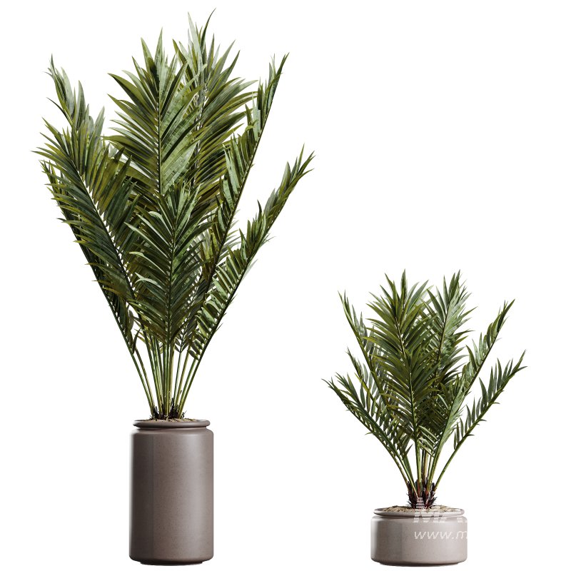 AV Indoor Plants Set 394 Cyara Palm and Mission olive and Elegant Monstera and Cunjevoi Alocasia - Image 3