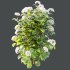 hydrangea arborescens Bush 09 - Thumbnail 3