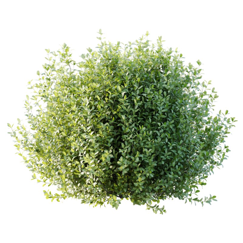 Leucophyllum frutescens Bush 01 - Image 1