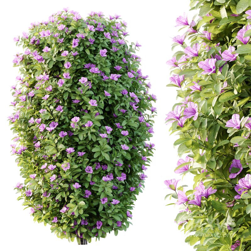 Leucophyllum frutescens Bush 09 - Image 6