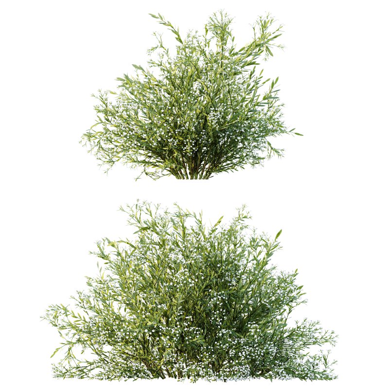 ntal shrubs inspired by species such as Spiraea Cinerea and Coleonema Pulchrum. Their delicate white blooms and airy branch structures make them perfect for spring gardens, walkways, and natural park compositions. The subtle variation in height, leaf density, and shape ensures visual richness and realism from any camera distance. - Image 5