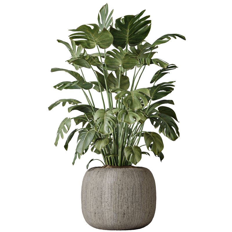 AV Indoor Plants Set 397 Zamiifolia and Giant Monstera and Dracaena Warneckii Lemon and Areca Palm - Image 3