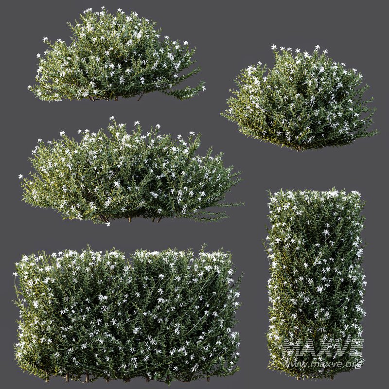 ntal shrubs that capture the natural charm and density of this iconic Australian plant. Perfectly suited for realistic landscape and architectural rendering. - Image 8