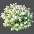 hydrangea arborescens Bush 03 - Thumbnail 1