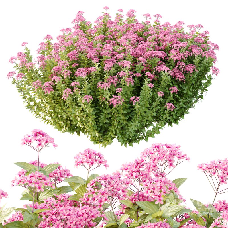 Spirea Japonica Bush 05 - Image 5