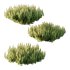 Pinus Mugo plant 06 - Thumbnail 6